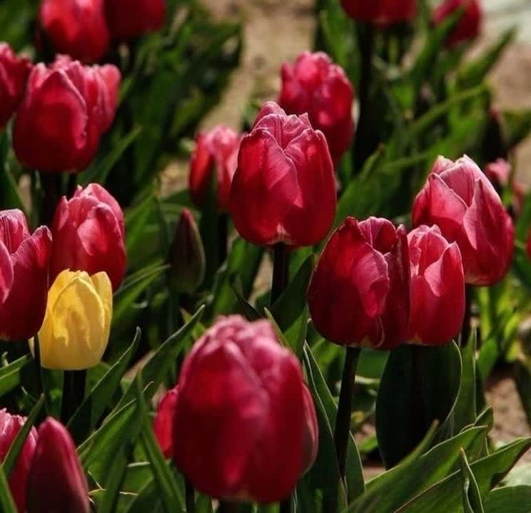 باغ ۴۰ هکتاری گلها؛ ظرفیتی ویژه برای جذب توریست در البرز/ کرج میزبان بزرگ ‌ترین فرش گل خاورمیانه + تصاویر