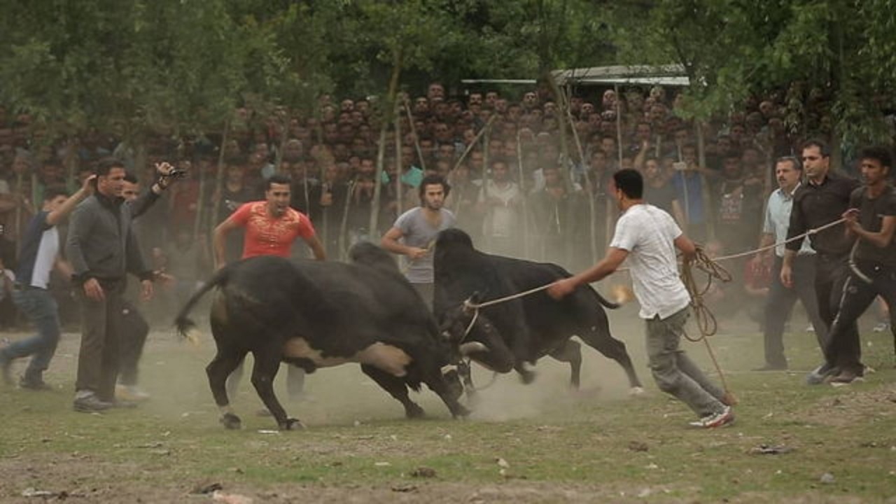 شهری در ایران که بر سر دیوانه‌کردن گاو‌ها شرط می‌بندند