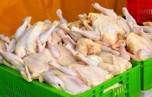 کشف بیش از ۴۰۰ کیلوگرم مرغ فاسد در ساوجبلاغ