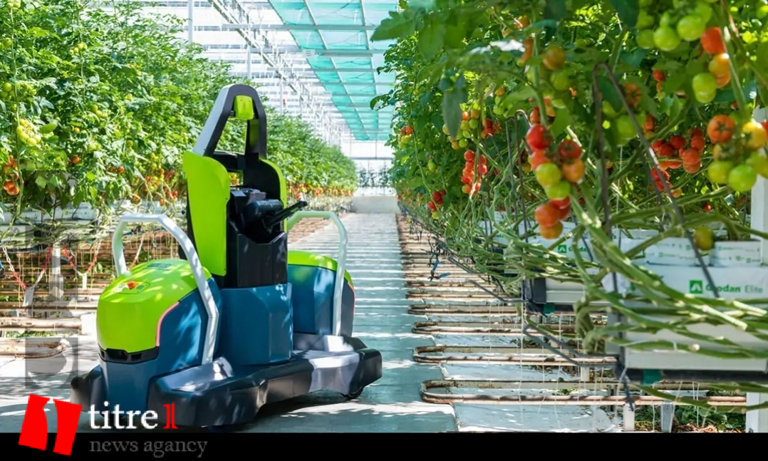 برداشت محصول با ربات توسط تنها گلخانه هوشمند کشور در کرج/ کاهش ۸۰ درصدی مصرف آب و عدم استفاده از خاک