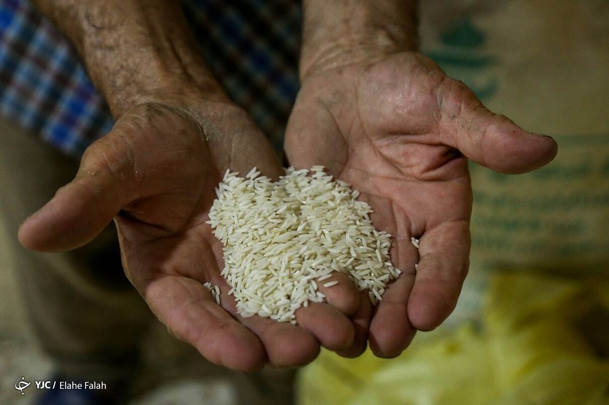 برنج و سیب زمینی بدون واسطه عرضه شدند/ توزیع برنج با نرخ مصوب در فروشگاه های زنجیره ای