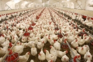 مرغ قطعه‌ بندی ۲۰ درصد گرانتر از نرخ منطقی؛ اصلاح قیمت صورت می‌ گیرد؟