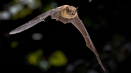 ارتباط میزان غذای خفاش ها با تن صدای آنها!
