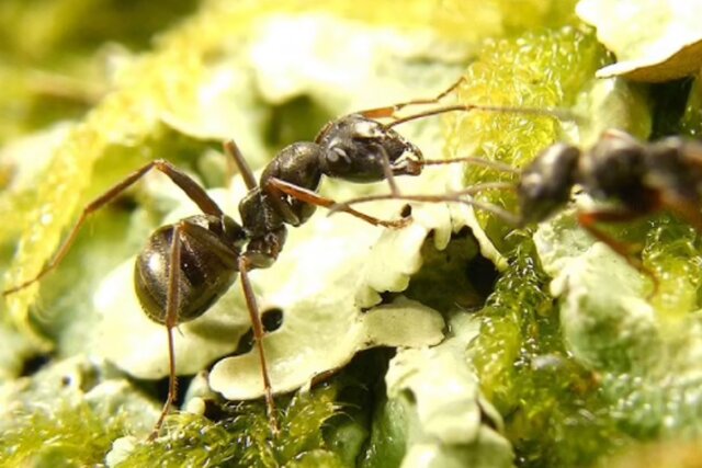 مورچه‌ها می‌توانند بیماری سرطان را بو بکشند!