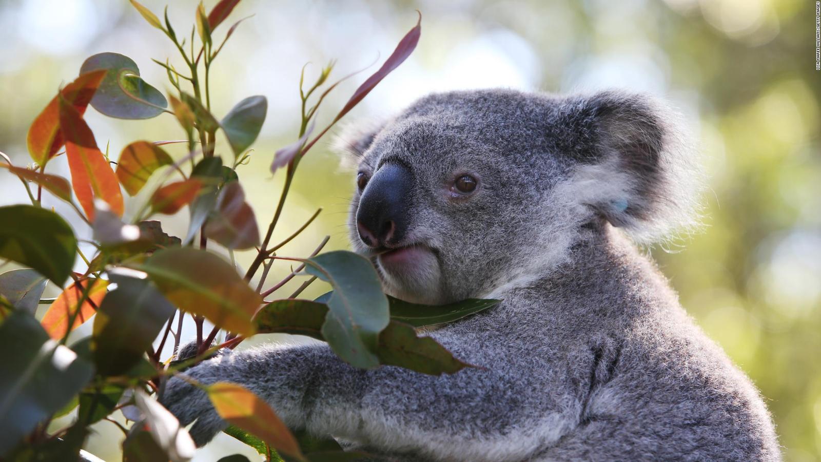 خطر انقراض کوالا در شرق استرالیا