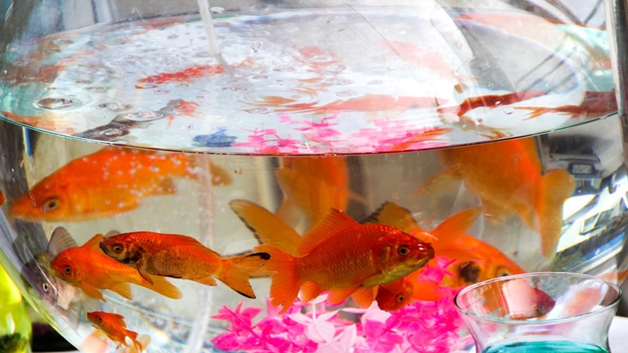 چه کار‌هایی عمر ماهی قرمز را کم می‌کند؟