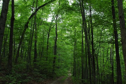اجرای طرح جایگزین تنفس جنگل ها از اول فروردین ماه ۱۴۰۱