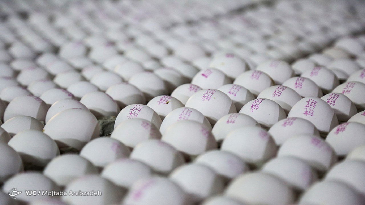 تولید تخم مرغ سال آینده به یک میلیون و ۱۰۰ هزار تن می رسد