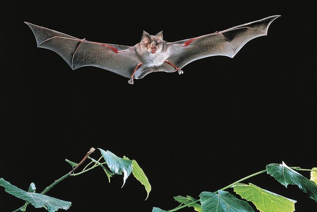 راز خفاش‌ها در نحوه انتقال ویروس فاش شده است