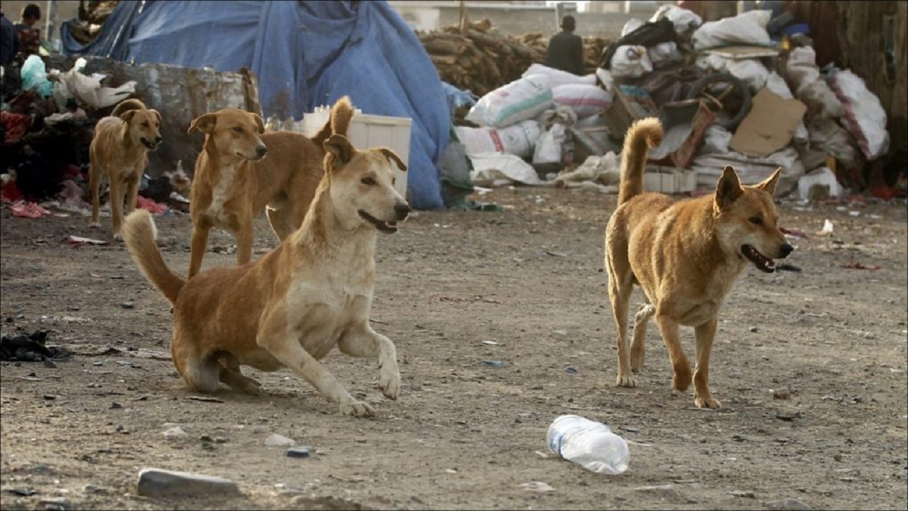 سگ‌های ولگرد باعث تخریب اکوسیستم می‌شوند