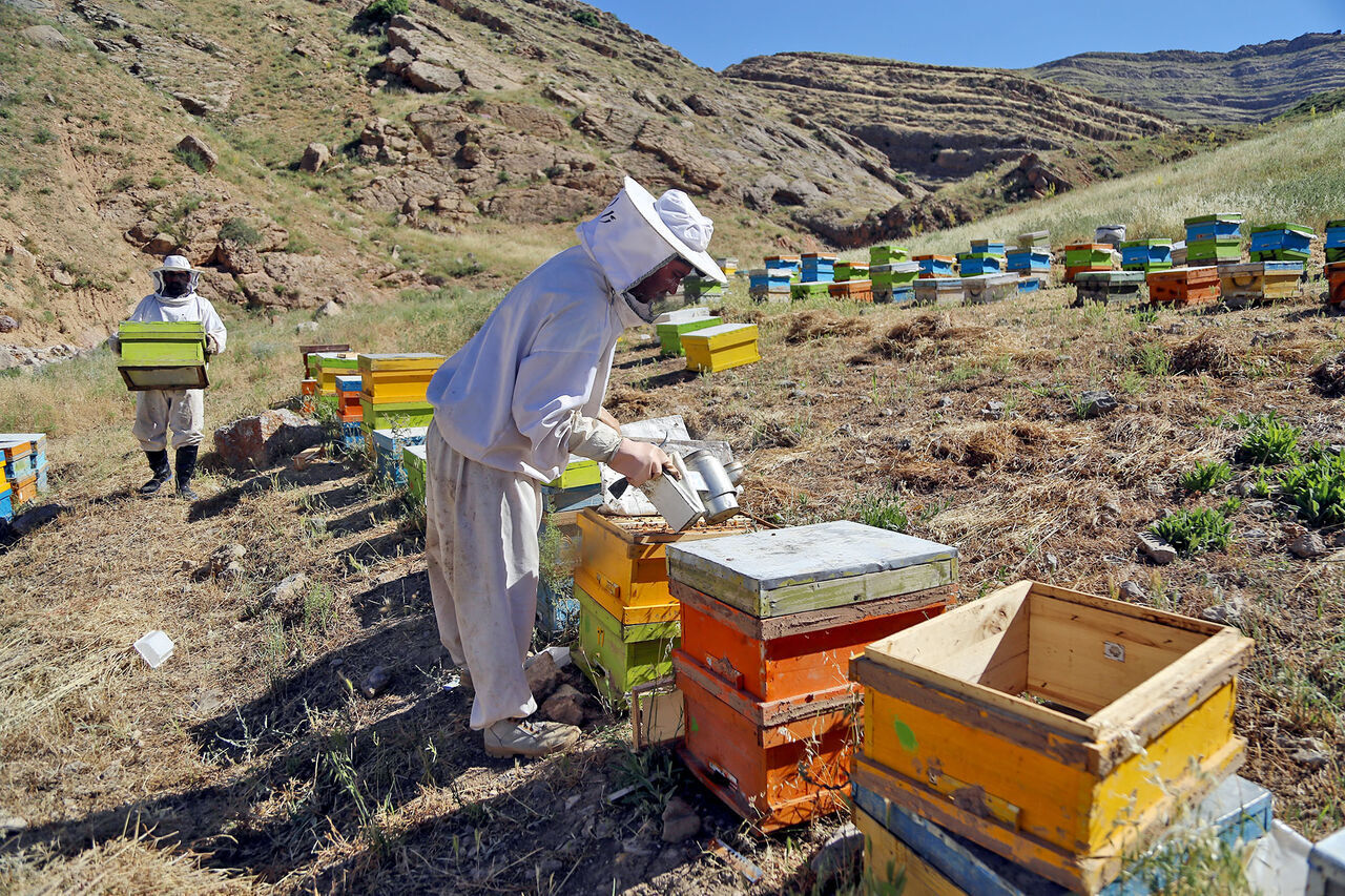 ۲۴ تن عسل در فردیس تولید شد