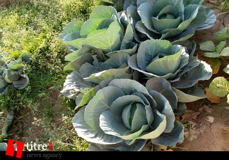 تصاویری از مزرعه صیفی جات در چهار باغ یکی از شهرستان های البرز