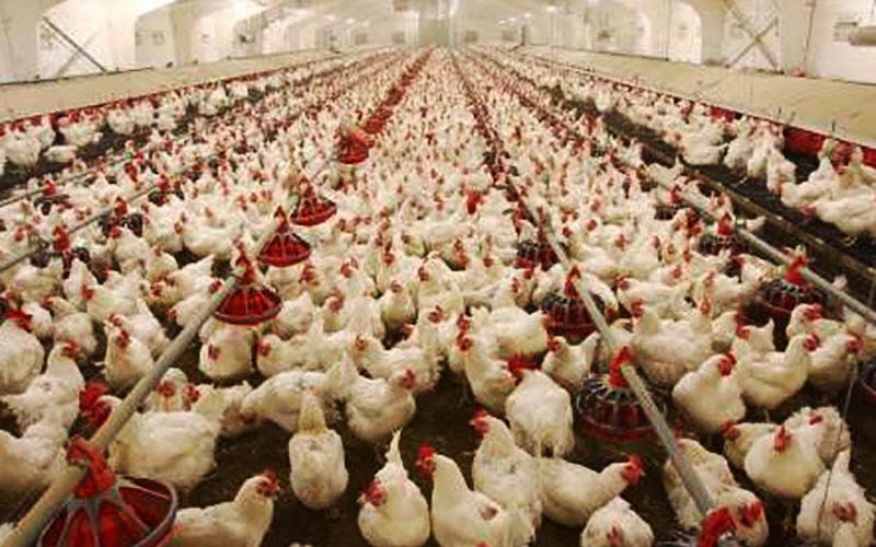 بازپخش خبر دادن تریاک به مرغ ها؛ یک جنجال آفرینی رسانه ای برای ملتهب تر کردن بازار این محصول است/ سودهای میلیاردی سلاطین گوشت قرمز در سایه نبود نظارت دقیق بر واردات؟!