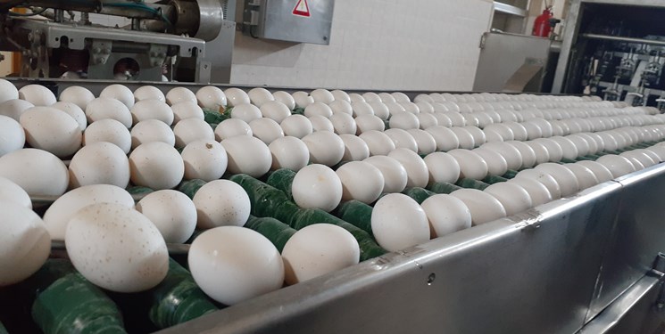 وقتی البرز با تولید سالیانه ۱۰۰ هزار تن تخم مرغ، نیاز بازار داخل را تامین کرد/ پرورش پولت تخم گذار؛ زمینه خودکفایی کوچک ترین استان کشور