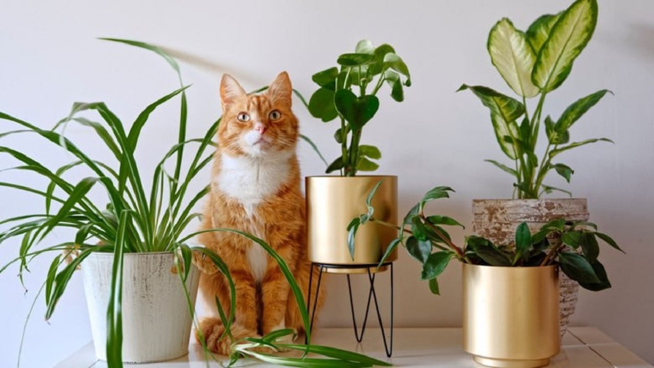 با سمی‌ترین و خطرناک‌ترین گیاهان آپارتمانی آشنا شوید