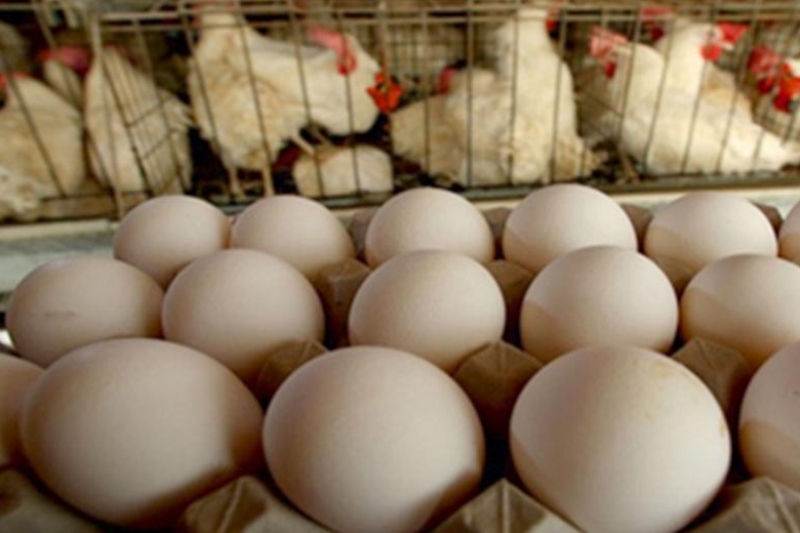 ماجرای افت جوجه ریزی و واردات مرغ و تخم مرغ های آلوده از ترکیه به کشور/ نائب رئیس کمیسیون کشاورزی مجلس: دامپزشکی سلامت محموله ها را تائید کرد