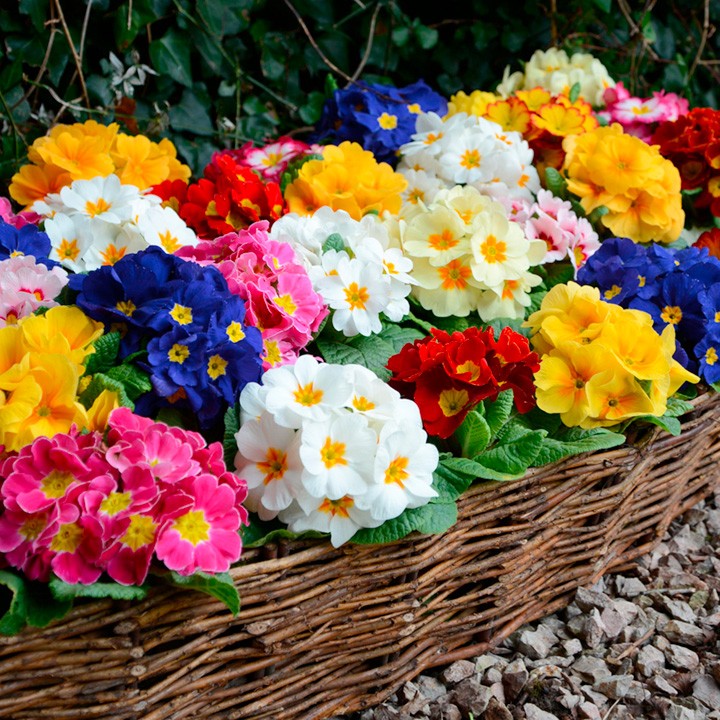 روز فرهنگی چهارباغ با نماد گل پامچال در شورای فرهنگ عمومی تصویب شد/۲۷۰ گلخانه فعال گل پامچال در این شهرستان