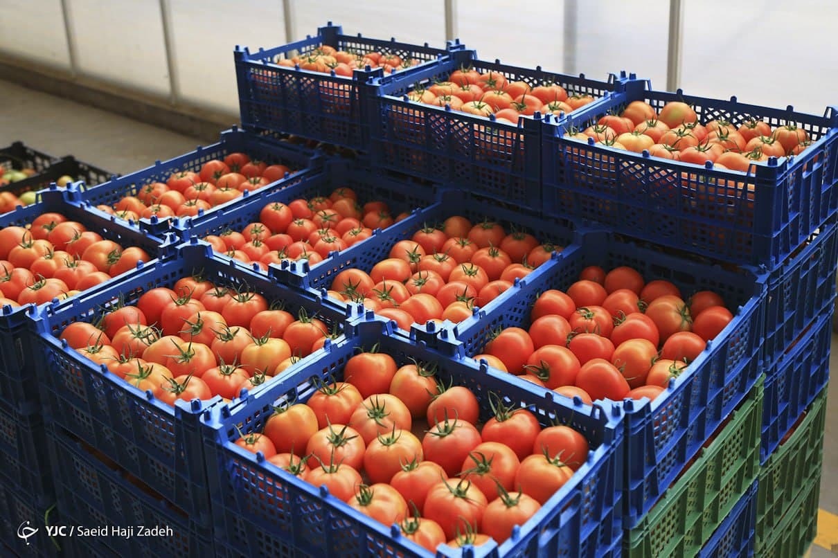 اختلاف ۱۰ هزار تومانی قیمت گوجه از اتحادیه تا بازار