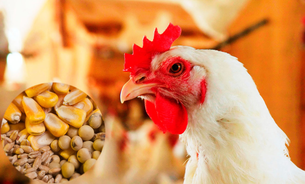 سال گذشته ۴۵۰۰ مرغداری ۲۰ درصد نهاده کشور را هدر دادند/ انحراف ۱۵۰ هزار میلیارد تومانی ارز ترجیحی