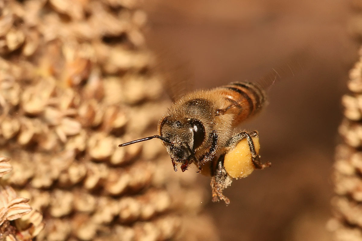 ازدحام زنبورها آب و هوا را تغییر می‌دهد