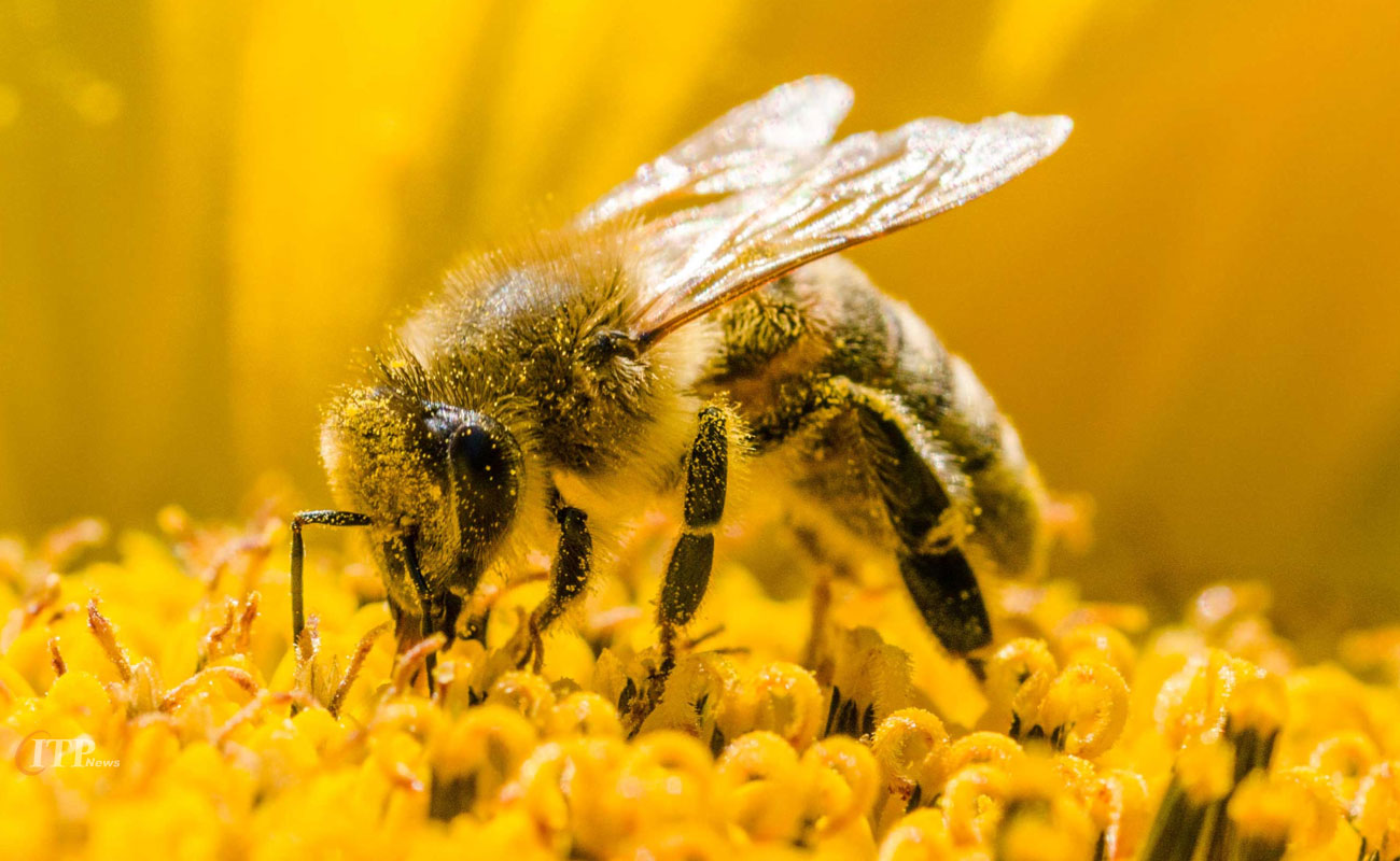 ازدحام زنبورها آب و هوا را تغییر می‌دهد