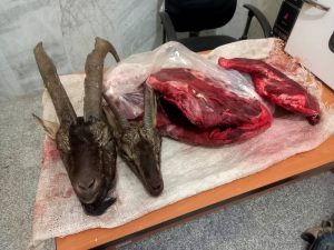 لاشه ۲ راس کل و بز وحشی از شکارچی غیر مجاز در فردیس کشف شد