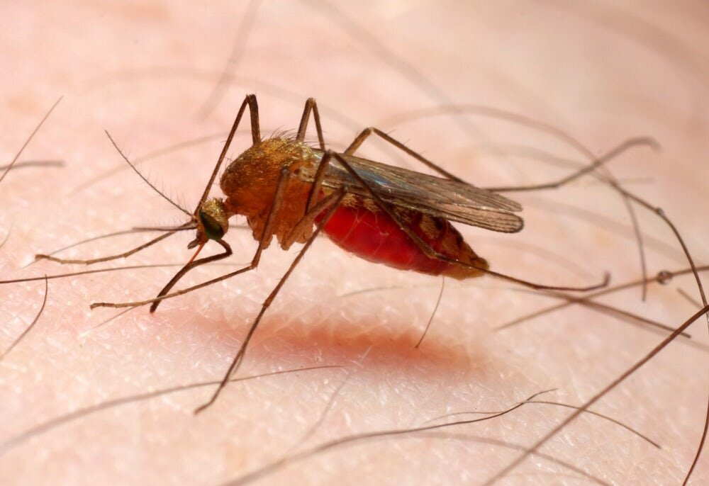 دارویی که مالاریا را ضربه فنی می‌ کند