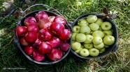 قیمت میوه ۱۰ درصد کاهش می یابد/ تاثیر عرضه انبوه میوه های نوبرانه