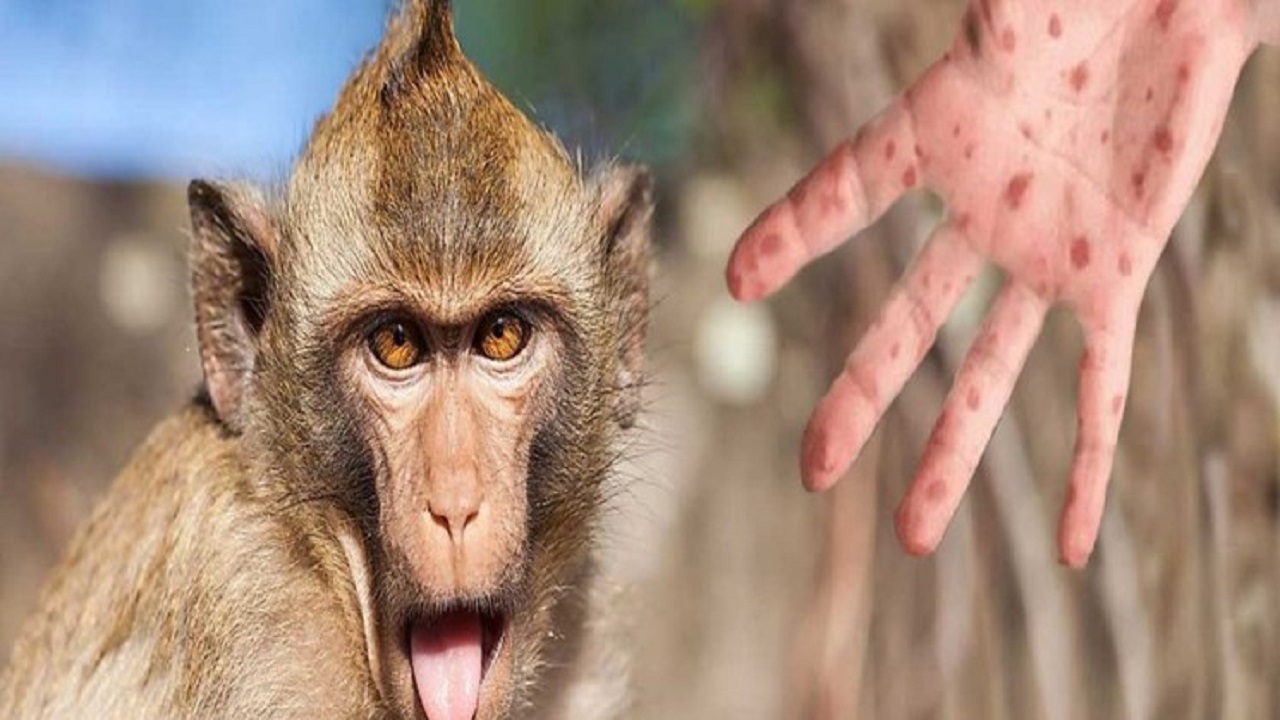 احتمال انتقال آبله میمونی به حیوانات خانگی