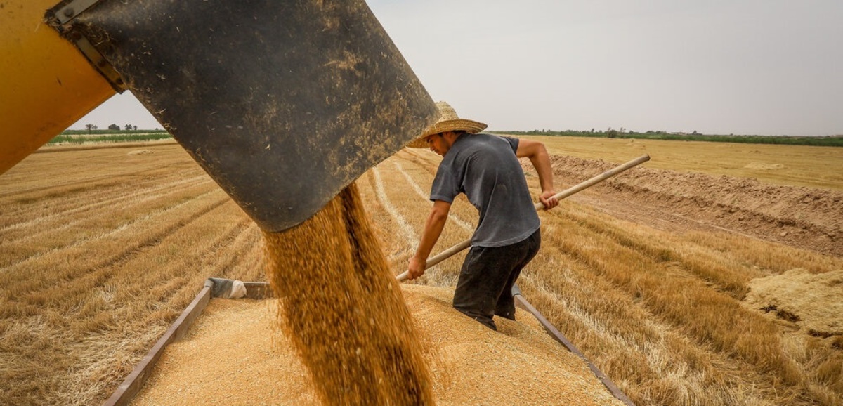 برداشت ۵۲ هزار تنی خوشه های طلایی گندم از مزارع البرز آغاز شد/ افزایش ۱۰۰ درصدی نرخ تضمینی؛ گره گشای معیشت کشاورزان