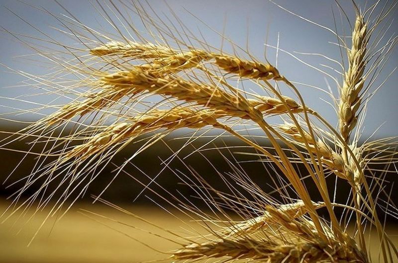 برداشت ۵۲ هزار تنی خوشه های طلایی گندم از مزارع البرز آغاز شد/ افزایش ۱۰۰ درصدی نرخ تضمینی؛ گره گشای معیشت کشاورزان