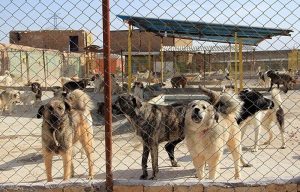 ۴۲۷ قلاده سگ در فردیس جمع آوری شد/ هزینه میلیونی عقیم سازی