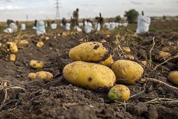 سودآوری بالا و نیاز آبی کم؛ ۲ مولفه کشت سیب زمینی در نظرآباد/ دست حمایت دولت بر سر تولیدکنندگان محصولات استراتژیک