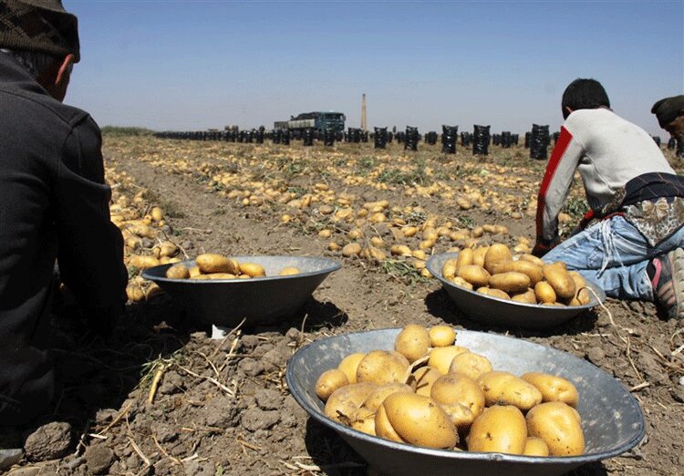 سودآوری بالا و نیاز آبی کم؛ ۲ مولفه کشت سیب زمینی در نظرآباد/ چتر حمایت دولت بر سر تولیدکنندگان محصولات استراتژیک