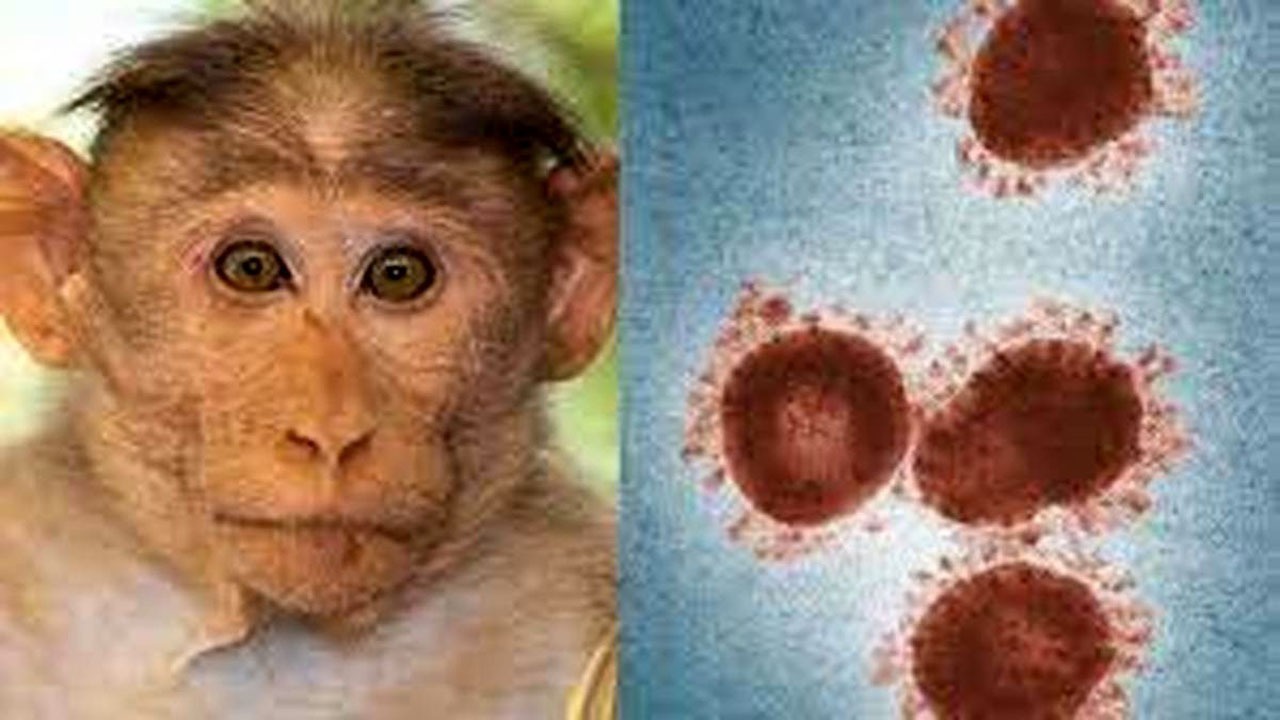 اعلام وضعیت اضطراری عمومی در آمریکا به دلیل آبله میمون