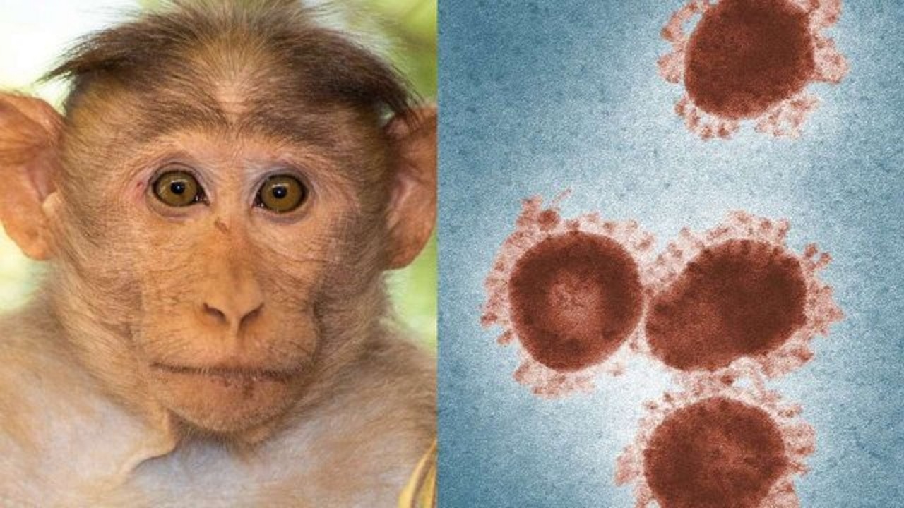 مشاهده اولین مبتلا به آبله میمونی در کشور/ عدم کشندگی بالا