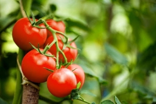 گلخانه دانش بنیان گوجه فرنگی کرج روی دست هلند و اسپانیا بلند شد/ کاهش ۵۰ درصدی هزینه و افزایش ۳۰ درصدی عملکرد