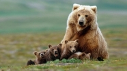 ردپای تخریب انسان بر حیات‌ وحش/ زنگ خطر انقراض خرس ایرانی