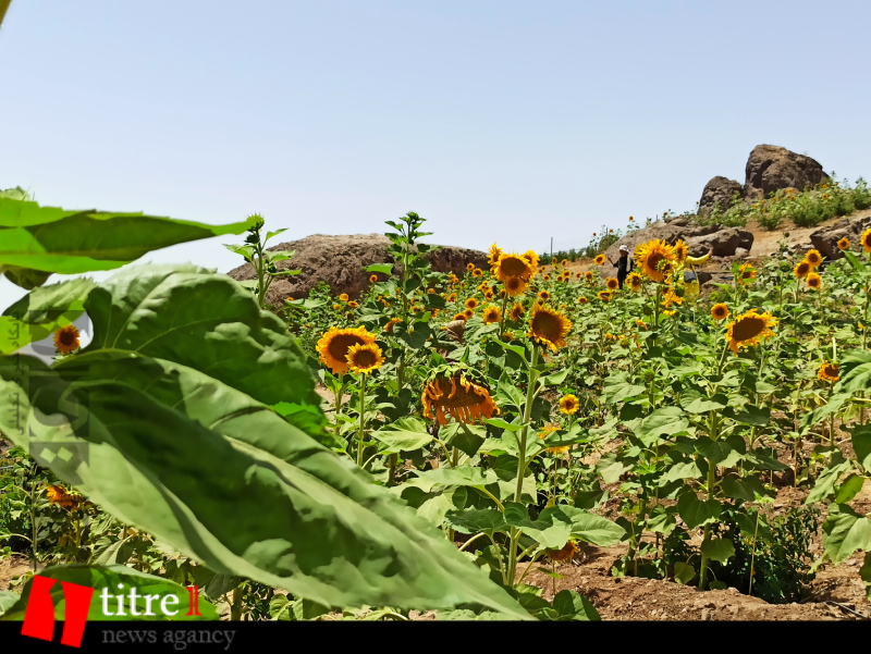 چشم نوازی مزرعه یک هکتاری آسارا با ۴۵ هزار بذر گل آفتابگردان/ برپایی ۲۱ کلبه اقامتی؛ فرصتی برای تجربه زندگی روستائی