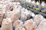 قیمت مرغ اصلاح می‌ شود؟/ هزینه تولید افزایش پیدا کرد