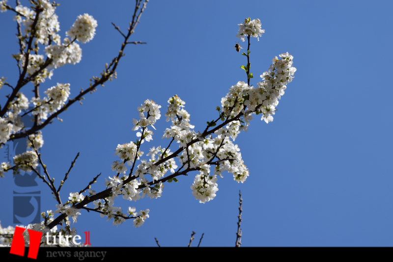 جلوه‌گری شکوفه‌های بهاری در کرج + تصاویر