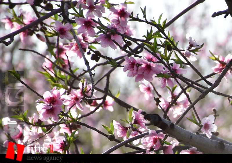 جلوه‌گری شکوفه‌های بهاری در کرج + تصاویر