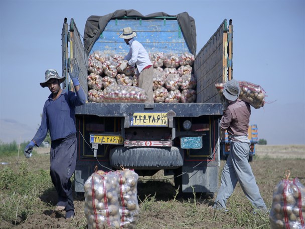 اهداف جدید صادراتی در راستای سود کشاورزان