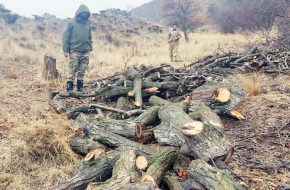 دستگیری قاچاقچیان چوب در طالقان