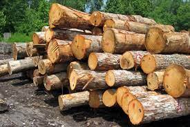 ۳ تن چوب قاچاق در ساوجبلاغ کشف شد