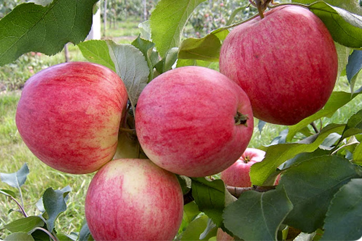 ۱۳ خاصیت باورنکردنی سیب گلاب