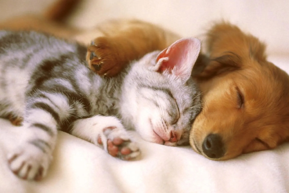 گربه‌ها و سگ‌ها چه خواب‌هایی می‌بینند؟