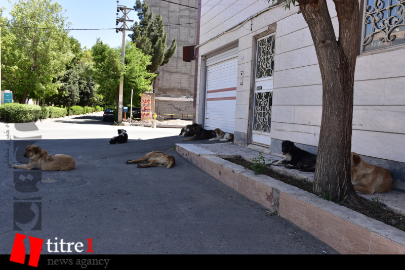 دورهمی سگ های بلاصاحب در مهرشهر کرج! + تصویر