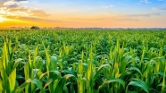 افزایش کاربرد علم نانو در کشاورزی جهان