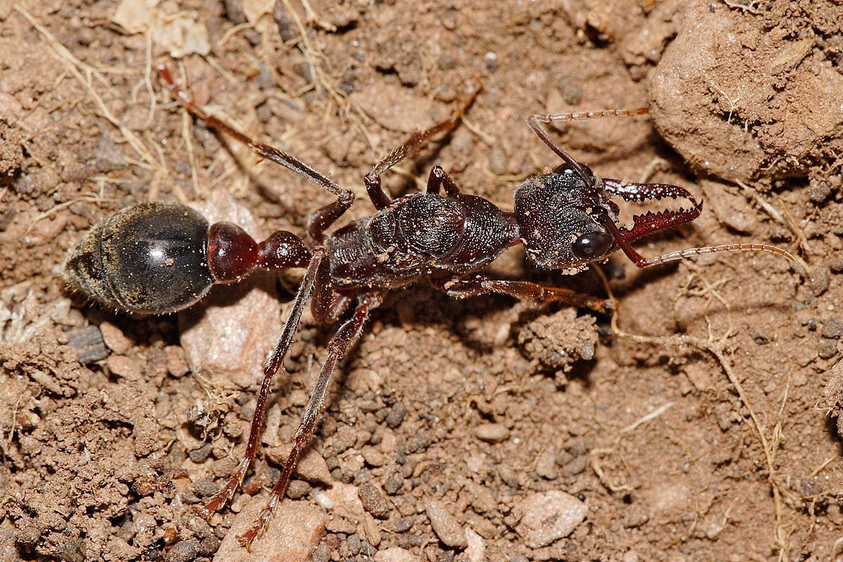 مورچه‌های حیرت‌انگیزی که خود را به مردن می‌زنند + عکس